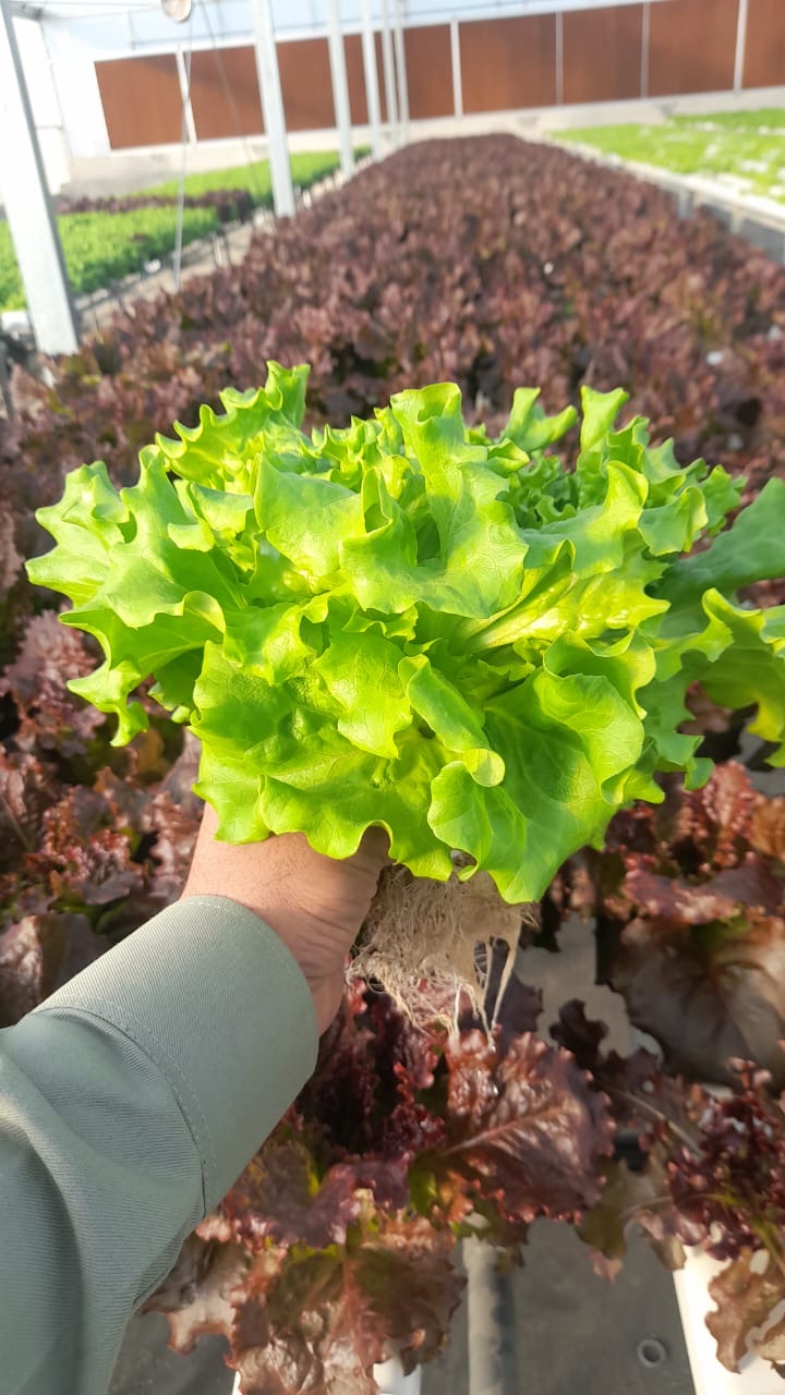 Green Lettuce